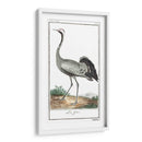 Grúas De Búfón Y Garzas Iv - Buffon | Cuadro decorativo de Canvas Lab