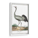 Grúas De Búfón Y Garzas Iv - Buffon | Cuadro decorativo de Canvas Lab