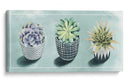 Colección De Amor Suculenta C - Grace Popp | Cuadro decorativo de Canvas Lab