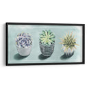 Colección De Amor Suculenta C - Grace Popp | Cuadro decorativo de Canvas Lab