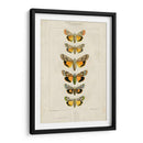 Mariposas Pauquet I - Pauquet | Cuadro decorativo de Canvas Lab
