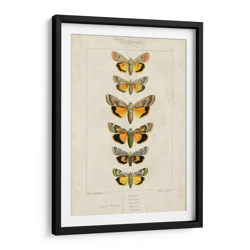 Mariposas Pauquet I - Pauquet | Cuadro decorativo de Canvas Lab