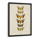 Mariposas Pauquet I - Pauquet | Cuadro decorativo de Canvas Lab