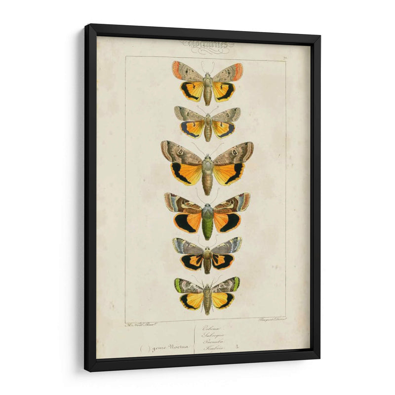 Mariposas Pauquet I - Pauquet | Cuadro decorativo de Canvas Lab