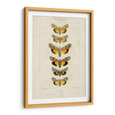 Mariposas Pauquet I - Pauquet | Cuadro decorativo de Canvas Lab