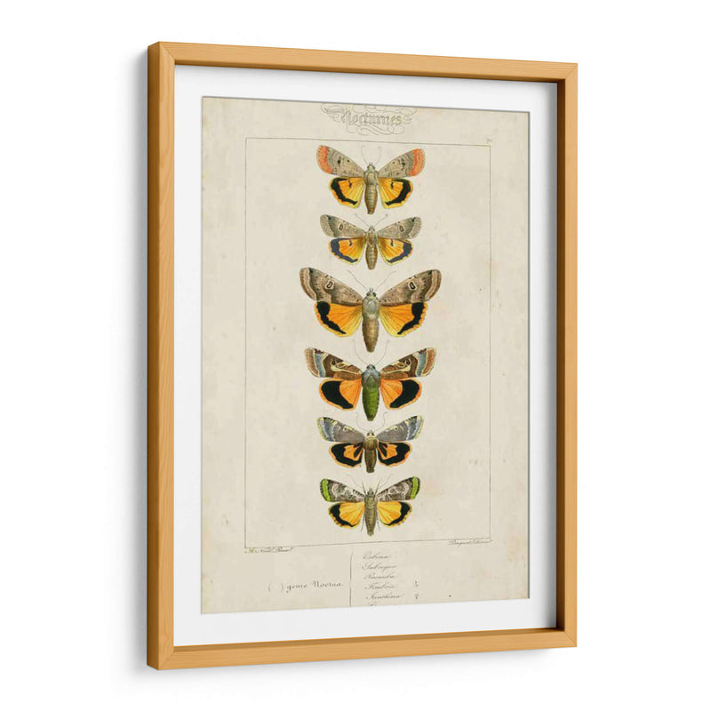 Mariposas Pauquet I - Pauquet | Cuadro decorativo de Canvas Lab