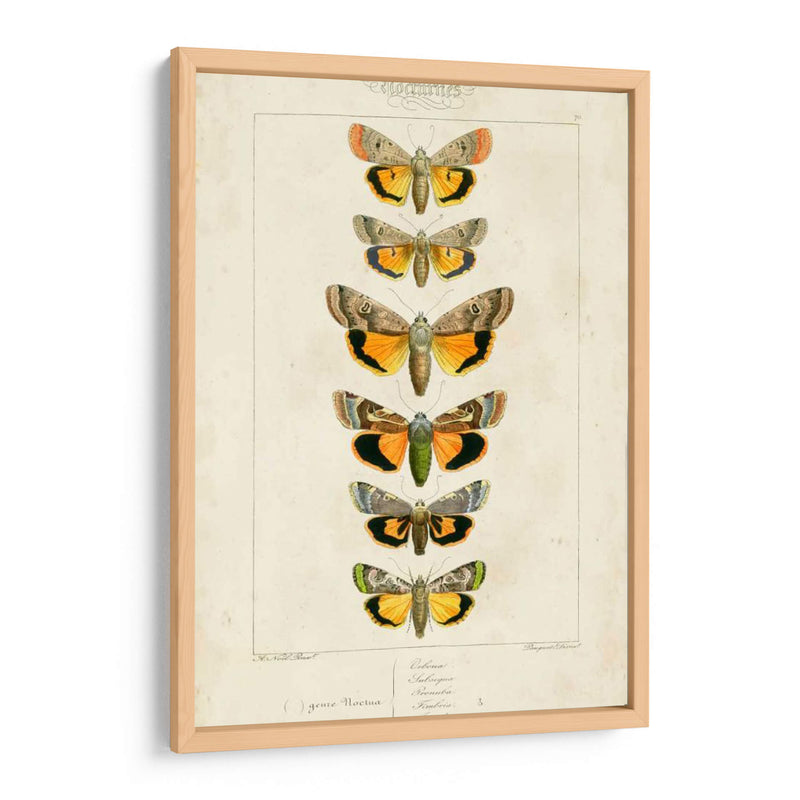 Mariposas Pauquet I - Pauquet | Cuadro decorativo de Canvas Lab