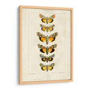 Mariposas Pauquet I - Pauquet | Cuadro decorativo de Canvas Lab