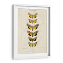 Mariposas Pauquet I - Pauquet | Cuadro decorativo de Canvas Lab