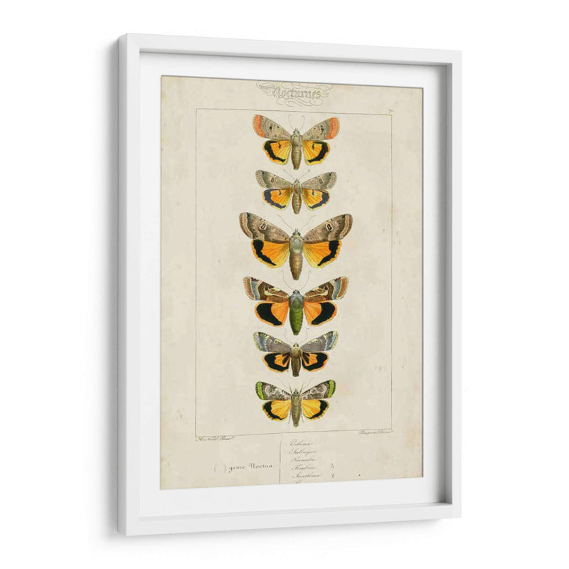 Mariposas Pauquet I - Pauquet | Cuadro decorativo de Canvas Lab