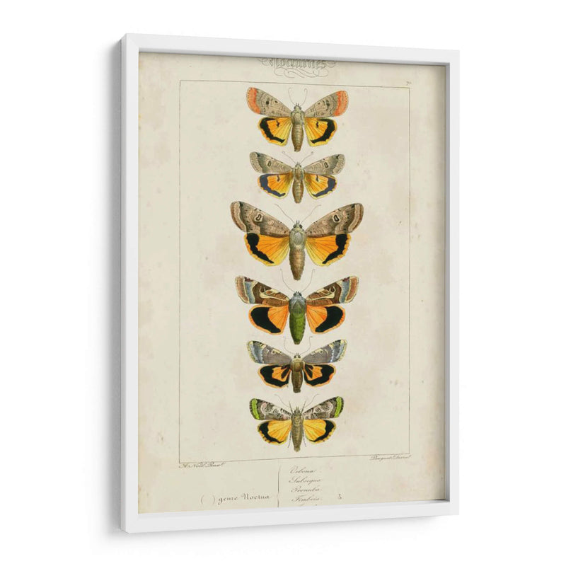 Mariposas Pauquet I - Pauquet | Cuadro decorativo de Canvas Lab