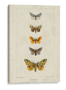 Mariposas Pauquet Iv - Pauquet | Cuadro decorativo de Canvas Lab