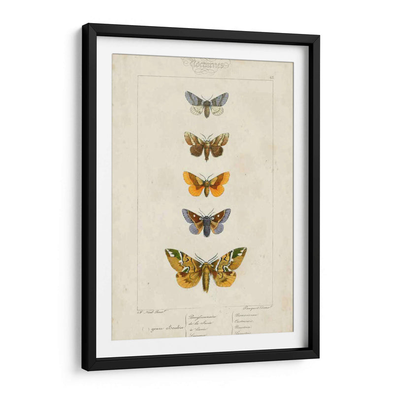 Mariposas Pauquet Iv - Pauquet | Cuadro decorativo de Canvas Lab