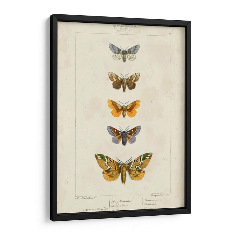 Mariposas Pauquet Iv - Pauquet | Cuadro decorativo de Canvas Lab