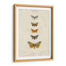 Mariposas Pauquet Iv - Pauquet | Cuadro decorativo de Canvas Lab