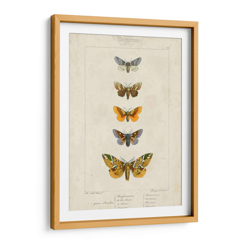 Mariposas Pauquet Iv - Pauquet | Cuadro decorativo de Canvas Lab