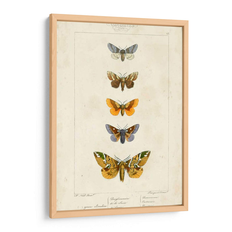 Mariposas Pauquet Iv - Pauquet | Cuadro decorativo de Canvas Lab