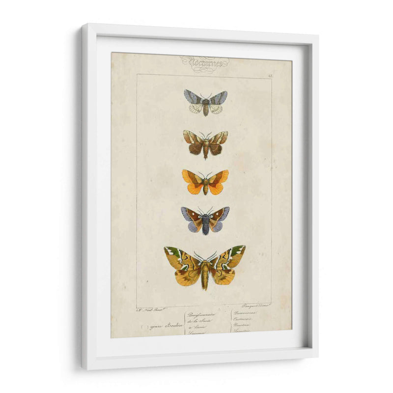 Mariposas Pauquet Iv - Pauquet | Cuadro decorativo de Canvas Lab