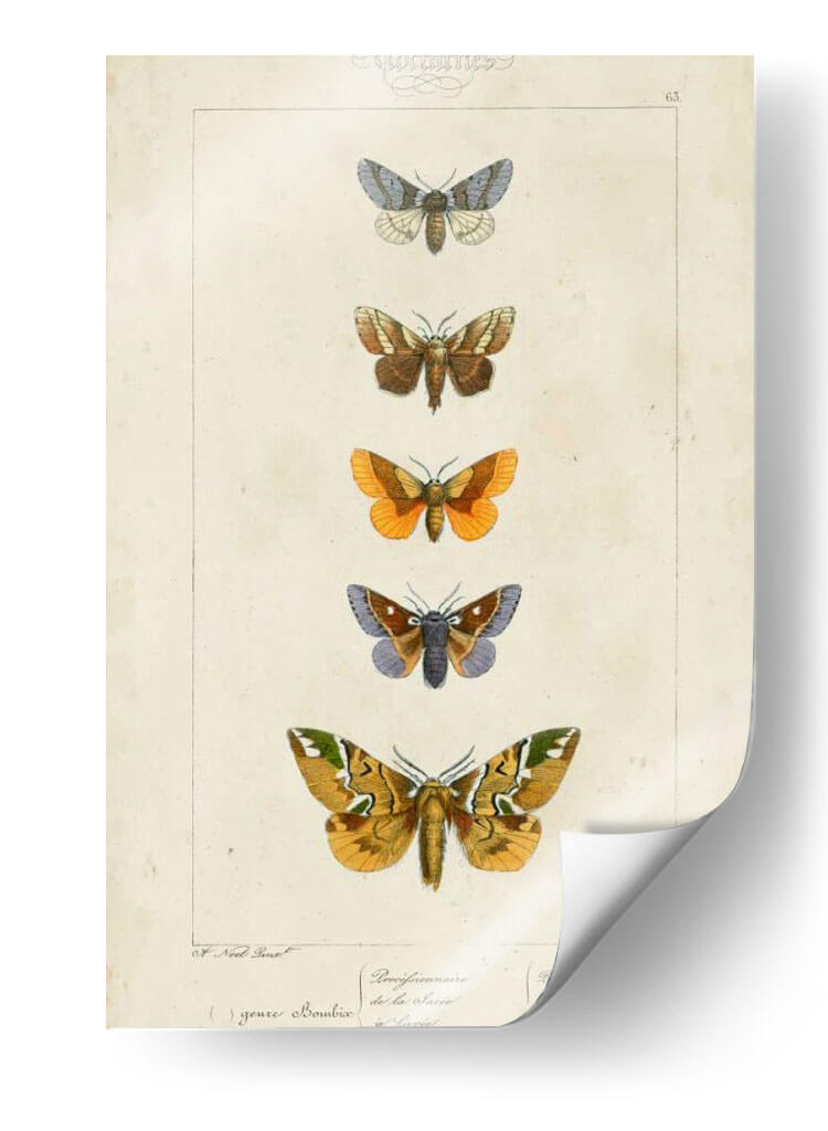 Mariposas Pauquet Iv - Pauquet | Cuadro decorativo de Canvas Lab