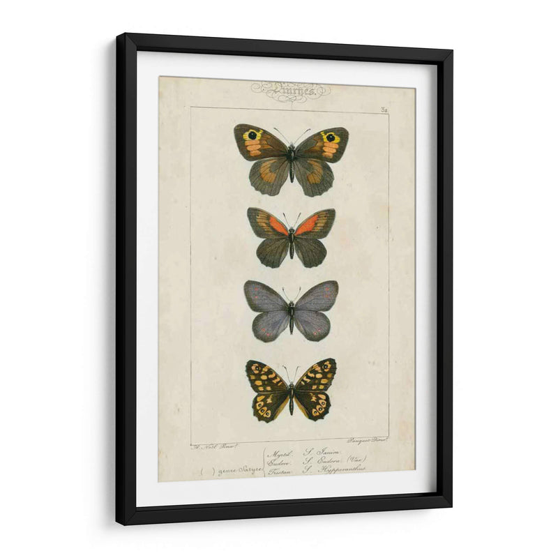 Mariposas Pauquet V - Pauquet | Cuadro decorativo de Canvas Lab