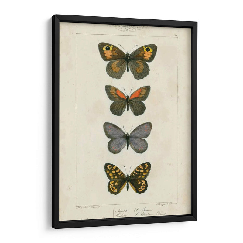 Mariposas Pauquet V - Pauquet | Cuadro decorativo de Canvas Lab