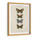 Mariposas Pauquet V - Pauquet | Cuadro decorativo de Canvas Lab