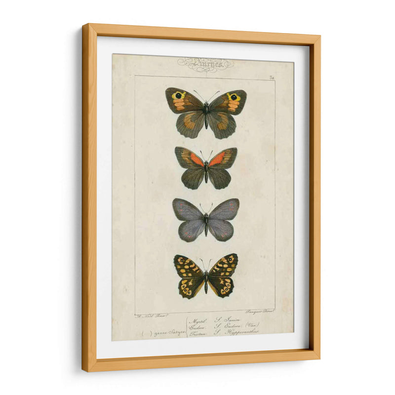 Mariposas Pauquet V - Pauquet | Cuadro decorativo de Canvas Lab