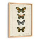 Mariposas Pauquet V - Pauquet | Cuadro decorativo de Canvas Lab