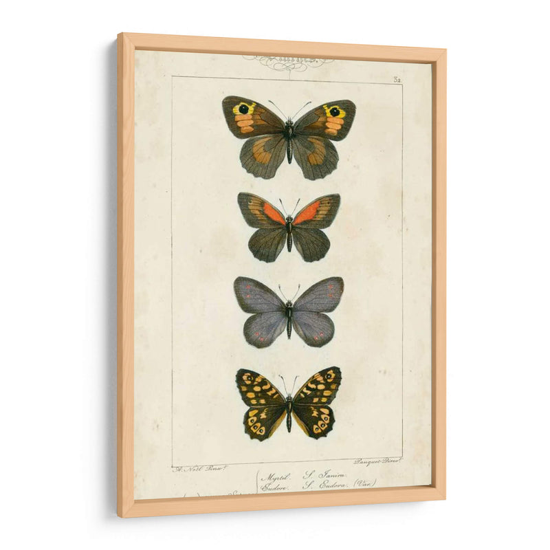 Mariposas Pauquet V - Pauquet | Cuadro decorativo de Canvas Lab