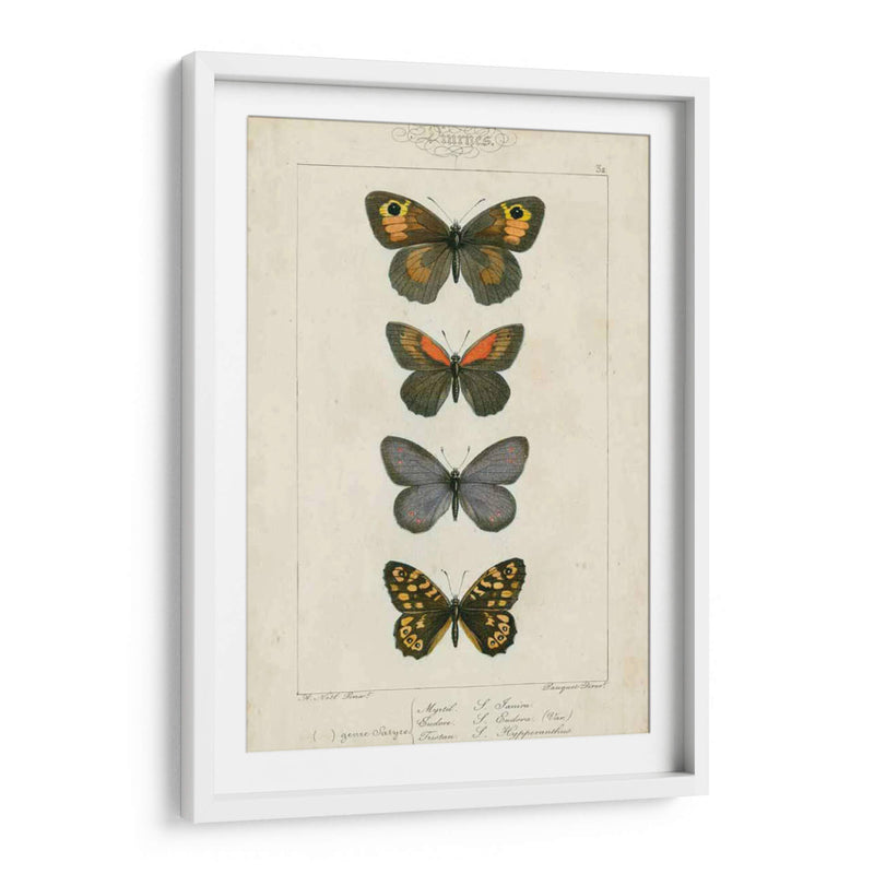 Mariposas Pauquet V - Pauquet | Cuadro decorativo de Canvas Lab