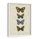 Mariposas Pauquet V - Pauquet | Cuadro decorativo de Canvas Lab