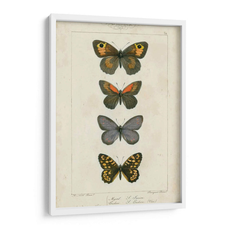 Mariposas Pauquet V - Pauquet | Cuadro decorativo de Canvas Lab