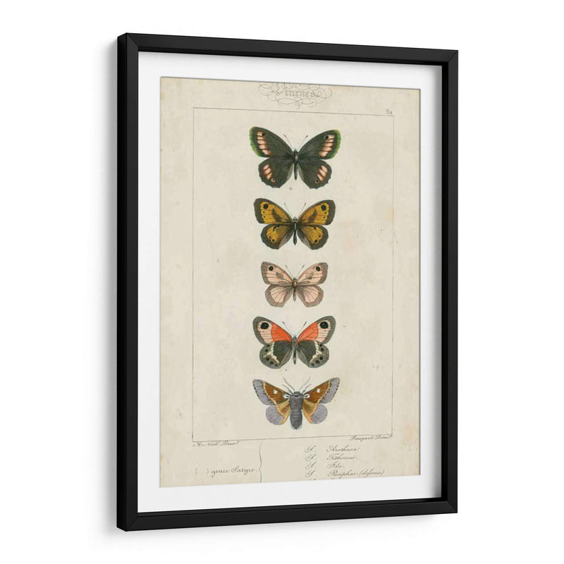 Mariposas Pauquet Vi - Pauquet | Cuadro decorativo de Canvas Lab