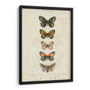 Mariposas Pauquet Vi - Pauquet | Cuadro decorativo de Canvas Lab
