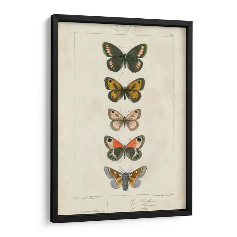 Mariposas Pauquet Vi - Pauquet | Cuadro decorativo de Canvas Lab