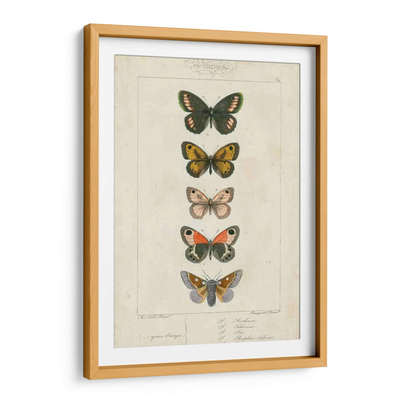 Mariposas Pauquet Vi - Pauquet | Cuadro decorativo de Canvas Lab