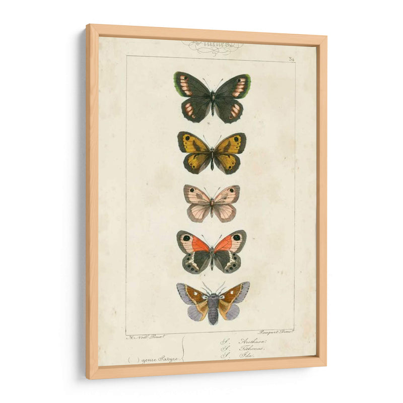 Mariposas Pauquet Vi - Pauquet | Cuadro decorativo de Canvas Lab