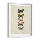 Mariposas Pauquet Vi - Pauquet | Cuadro decorativo de Canvas Lab
