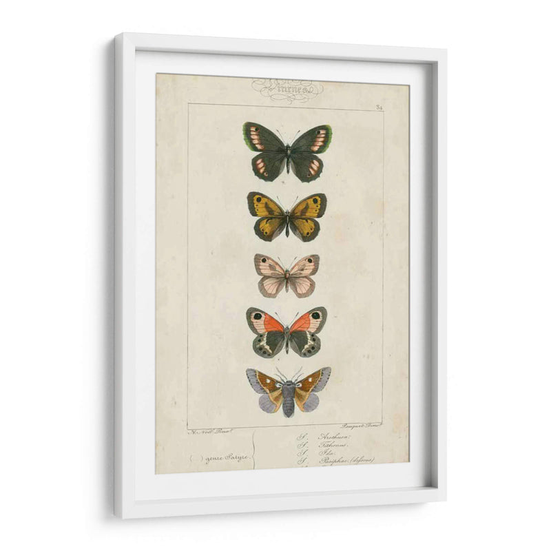 Mariposas Pauquet Vi - Pauquet | Cuadro decorativo de Canvas Lab