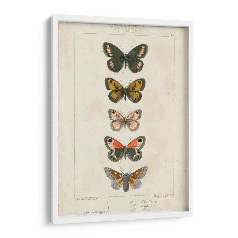 Mariposas Pauquet Vi - Pauquet | Cuadro decorativo de Canvas Lab