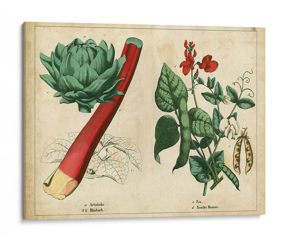 Verduras De Cocina Y Raíces Ii | Cuadro decorativo de Canvas Lab