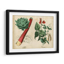 Verduras De Cocina Y Raíces Ii | Cuadro decorativo de Canvas Lab
