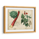 Verduras De Cocina Y Raíces Ii | Cuadro decorativo de Canvas Lab