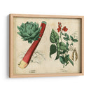Verduras De Cocina Y Raíces Ii | Cuadro decorativo de Canvas Lab