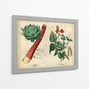 Verduras De Cocina Y Raíces Ii | Cuadro decorativo de Canvas Lab