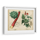 Verduras De Cocina Y Raíces Ii | Cuadro decorativo de Canvas Lab