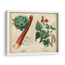 Verduras De Cocina Y Raíces Ii | Cuadro decorativo de Canvas Lab