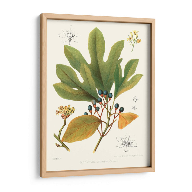 Sassafras Antiguas No Adornadas - Victoria Borges | Cuadro decorativo de Canvas Lab