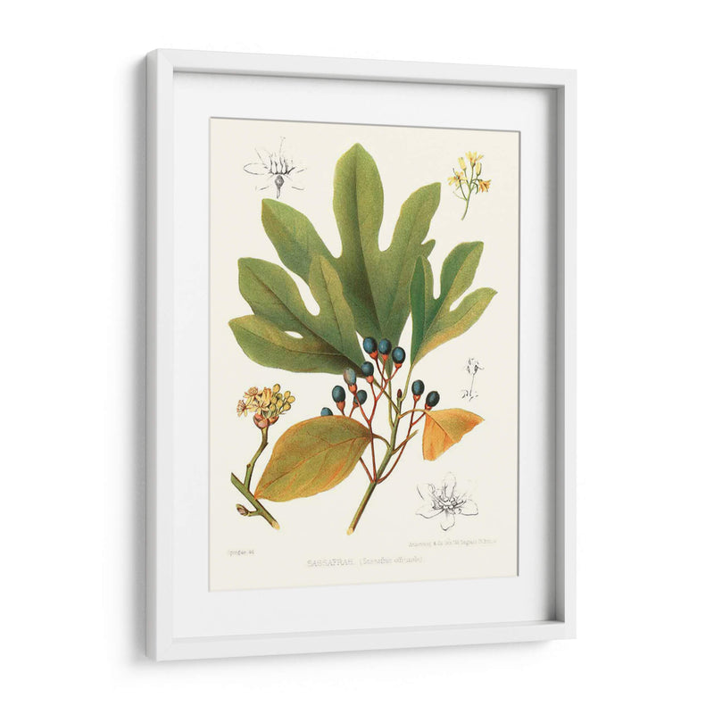 Sassafras Antiguas No Adornadas - Victoria Borges | Cuadro decorativo de Canvas Lab