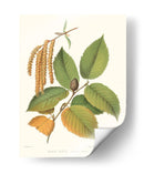 Abedul Negro No Adornado - Victoria Borges | Cuadro decorativo de Canvas Lab